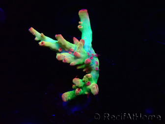 WYSIWYG RAH Acropora microclados Cloudberry SC