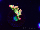 WYSIWYG RAH Acropora microclados Cloudberry SC 5Q2