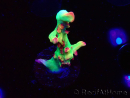 WYSIWYG RAH Acropora microclados Cloudberry SC 5Q3