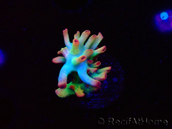 WYSIWYG RAH Acropora microclados Cloudberry SC