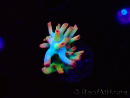 WYSIWYG RAH Acropora microclados Cloudberry SC