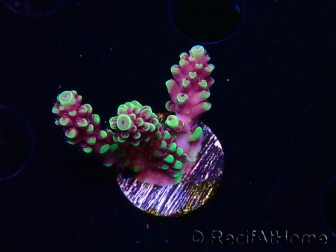 WYSIWYG RAH Acropora Helionis 5J1