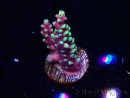 WYSIWYG RAH Acropora Helionis