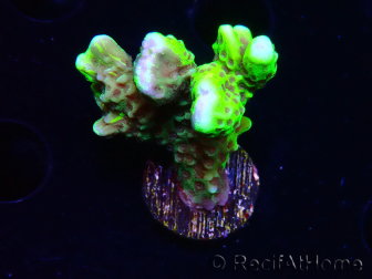 WYSIWYG - CB Incredible Hulk Montipora GRAFTED 5L1