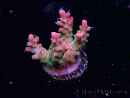 WYSIWYG RAH Acropora Strawberry Ice 5M1