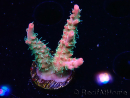 WYSIWYG RAH Acropora Strawberry Ice 5M2