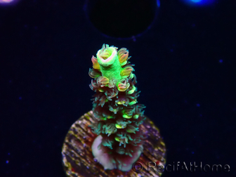 WYSIWYG RR Acropora tenuis Bananarama