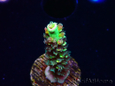 WYSIWYG RR Acropora tenuis Bananarama