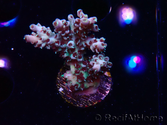 WYSIWYG RAH Acropora Basilisk