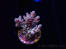 WYSIWYG RAH Acropora Basilisk