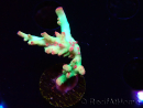 WYSIWYG RAH Acropora microclados Cloudberry SC 5Q1