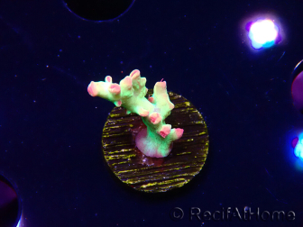 WYSIWYG RAH Acropora microclados Cloudberry SC