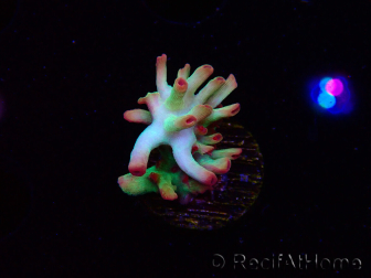 WYSIWYG RAH Acropora microclados Cloudberry SC 5Q4