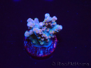 WYSIWYG RAH Acropora donei Hot Shot