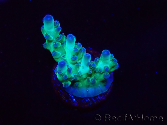 WYSIWYG ORA Acropora Pearlberry 5T4