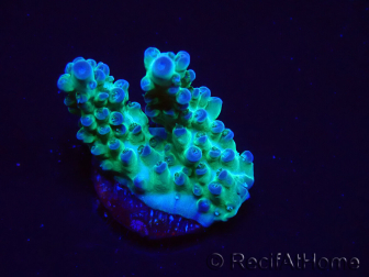 WYSIWYG ORA Acropora Pearlberry 5T5