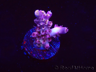 WYSIWYG RAH Acropora Moonstone 5T6