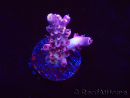 WYSIWYG RAH Acropora Moonstone 5T6