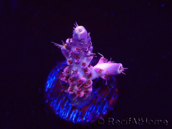 WYSIWYG RAH Acropora Moonstone 5T7