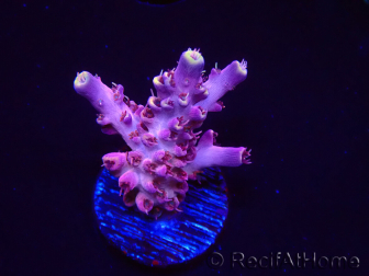 WYSIWYG RAH Acropora Moonstone 5T8