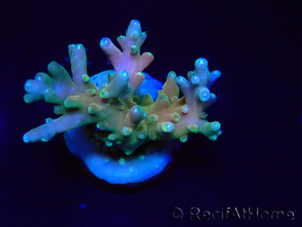 WYSIWYG LR Acropora latistella 5T9