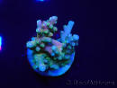 WYSIWYG LR Acropora latistella 5T10