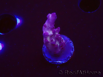 WYSIWYG RAH Acropora Nightshade