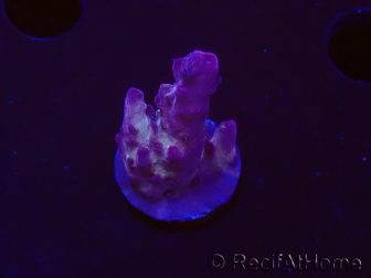 WYSIWYG RAH Acropora Nightshade