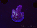 WYSIWYG RAH Acropora Nightshade 5U10