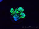 WYSIWYG RAH Acropora Plutonium