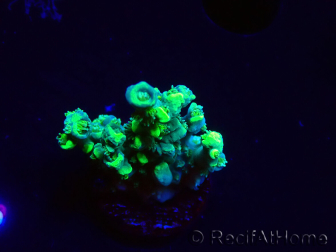 WYSIWYG RAH Acropora Plutonium 5Y8