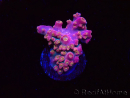 WYSIWYG RAH Acropora Stained Glass 5R