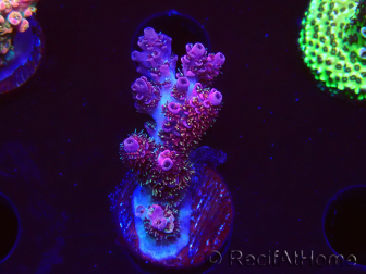 WYSIWYG RAH Acropora hyacinthus fireworks 5X1