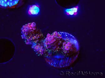 WYSIWYG RAH Acropora hyacinthus fireworks