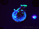 WYSIWYG RAH Acropora carduus Black Dragon