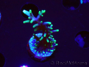 WYSIWYG RAH Acropora carduus Black Dragon 5Y10