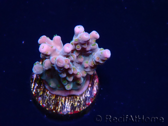 WYSIWYG RAH Acropora donei Hot Shot