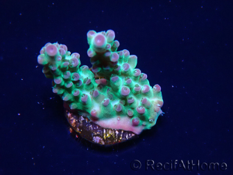 WYSIWYG ORA Acropora Pearlberry 5T5