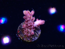 WYSIWYG RAH Acropora Moonstone 5T6