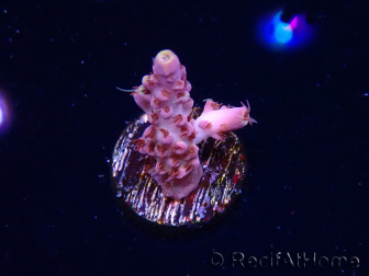 WYSIWYG RAH Acropora Moonstone