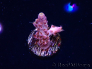 WYSIWYG RAH Acropora Moonstone