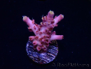 WYSIWYG RAH Acropora Moonstone