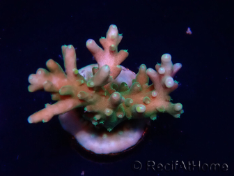 WYSIWYG LR Acropora latistella 5T9