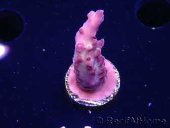 WYSIWYG RAH Acropora Nightshade