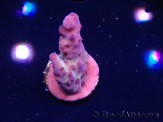 WYSIWYG RAH Acropora Nightshade 5U10