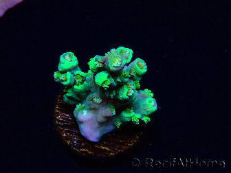 WYSIWYG RAH Acropora Plutonium