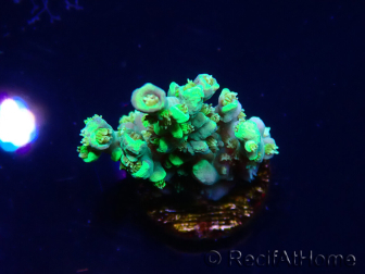 WYSIWYG RAH Acropora Plutonium