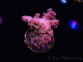 WYSIWYG RAH Acropora Stained Glass 5R