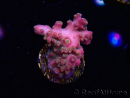 WYSIWYG RAH Acropora Stained Glass 5R