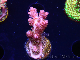 WYSIWYG RAH Acropora hyacinthus fireworks 5X1